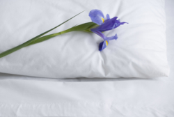 Cleaners - Hotels, Motels, Hospitality