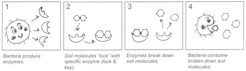 Diagram How Enzymes Work