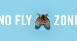 Get Rid of Drain Flies in Foodservice and Restaurants | No Fly Zone