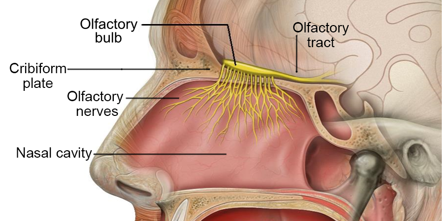 Head Olfactory System